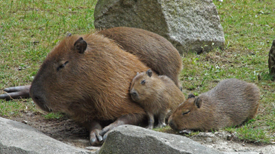 Capybara